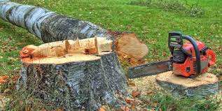 Best Leaf Removal  in Cumberland Head, NY