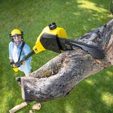 Best Root Management and Removal  in Cumberland Head, NY