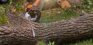 Best Artificial Turf Installation  in Cumberland Head, NY