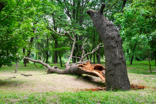 Best Tree Disease Treatment  in Cumberland Head, NY