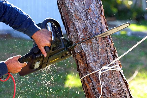 Best Tree Mulching  in Cumberland Head, NY