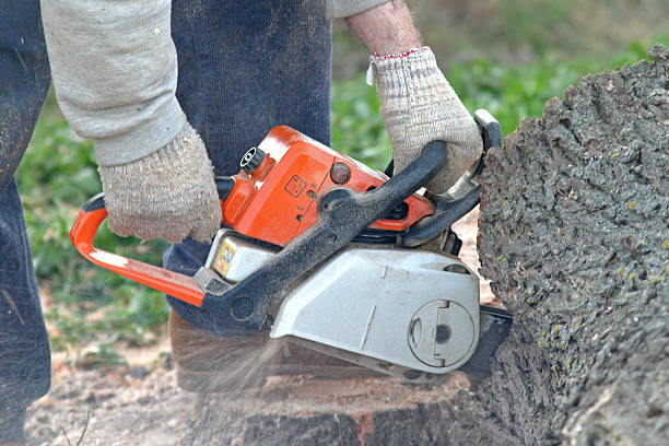 Best Commercial Tree Services  in Cumberland Head, NY