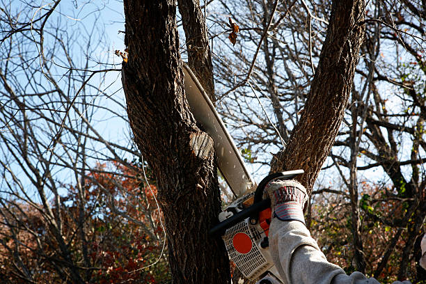 Best Soil Testing and Treatment  in Cumberland Head, NY