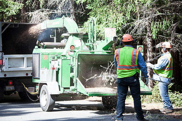 Best Tree Removal  in Cumberland Head, NY
